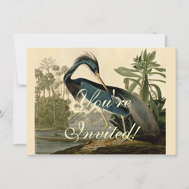 Audubon Louisiana Heron Birds America Art Invitation (Front)