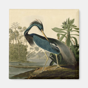 Audubon Louisiana Heron Birds America Art Magnet