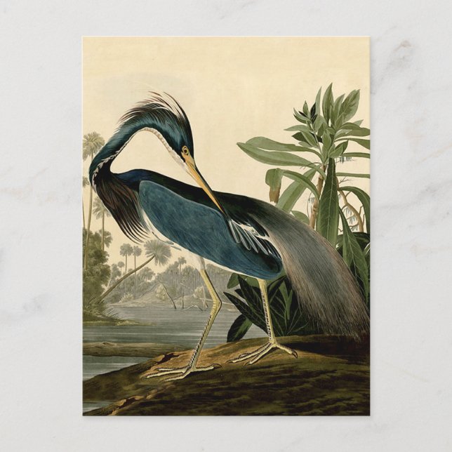 Audubon Louisiana Heron Birds America Art Postcard (Front)
