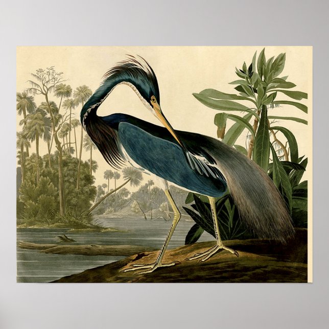 Audubon Louisiana Heron Birds America Art Poster (Front)