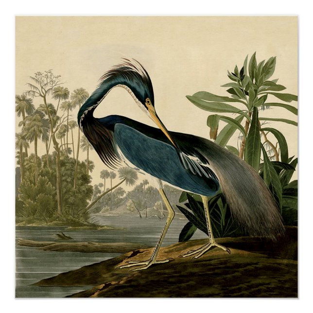 Audubon Louisiana Heron Birds America Art Poster (Front)