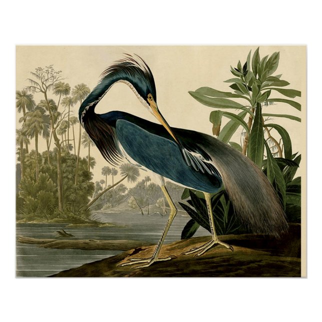 Audubon Louisiana Heron Birds America Art Poster (Front)