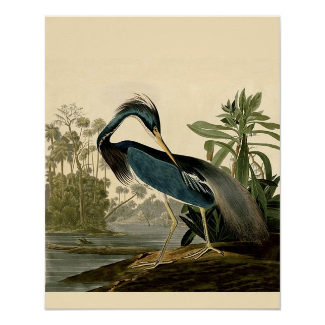 Audubon Louisiana Heron Birds America Art Poster (Front)