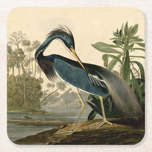 Audubon Louisiana Heron Birds America Art Square Paper Coaster (Front)