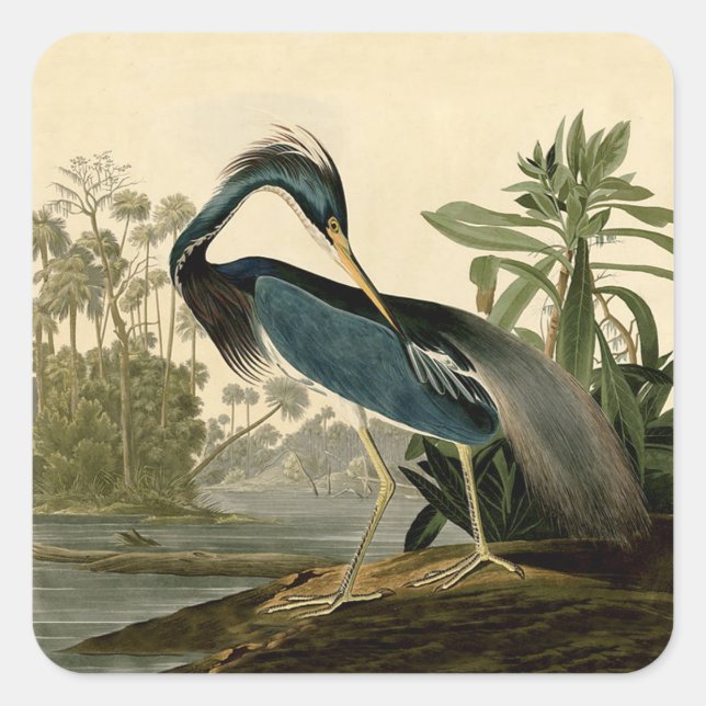 Audubon Louisiana Heron Birds America Art Square Sticker (Front)