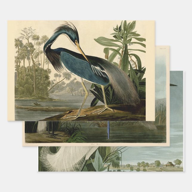Audubon Louisiana Heron Birds America Art Wrapping Paper Sheet (Set)