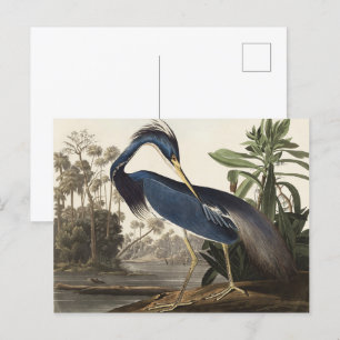 Audubon Louisiana Heron Birds of America Art Print Postcard
