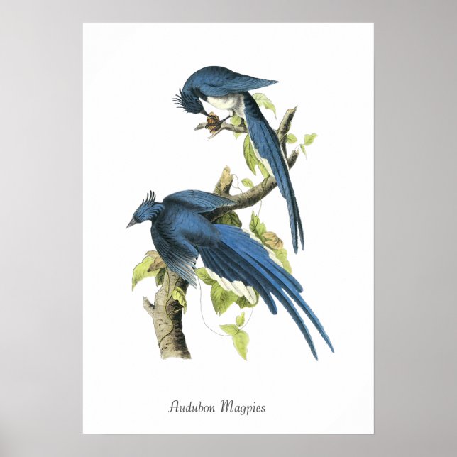 Audubon Magpies Bird Poster (Front)