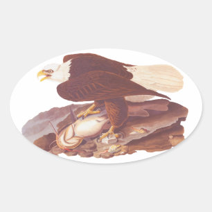 Audubon Majestic Bald Eagle with Fresh Fish Oval Sticker