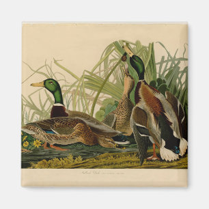 Audubon Mallard Duck Magnet