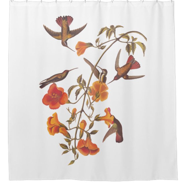 Audubon Mango Hummingbird in Gem Colours Shower Curtain (Front)