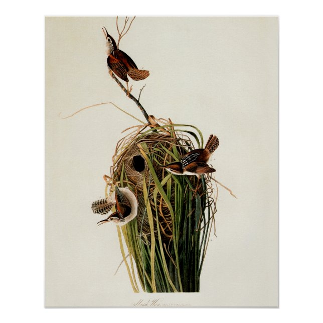 Audubon Marsh Wren Bird Art Poster (Front)