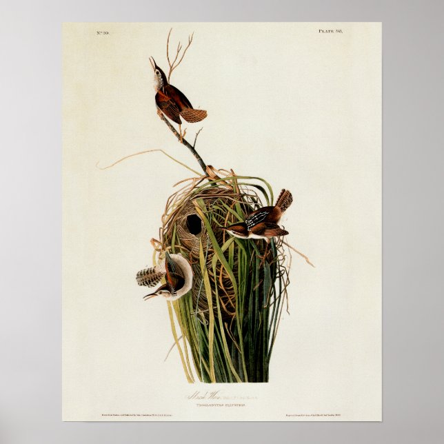 Audubon Marsh Wren Poster (Front)