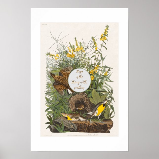 Audubon Meadowlark Botanical Print (Front)