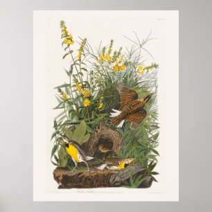 Audubon Meadowlark Botanical Print