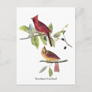 Audubon Northern Cardinal Postcard