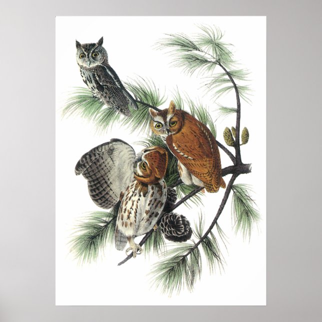 Audubon Owls Poster (Front)