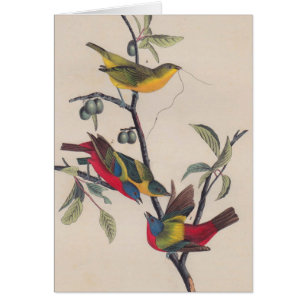 Audubon Painted Bunting Bird Wildlife