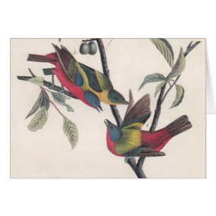 Audubon Painted Bunting Bird Wildlife