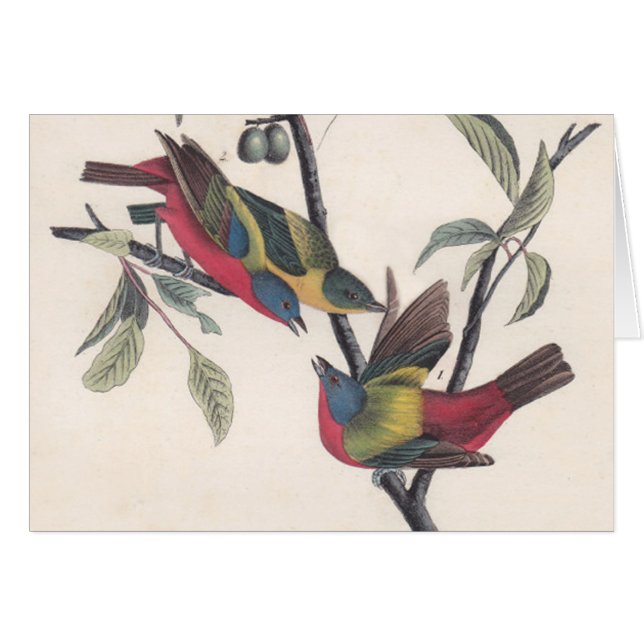 Audubon Painted Bunting Bird Wildlife (Front Horizontal)