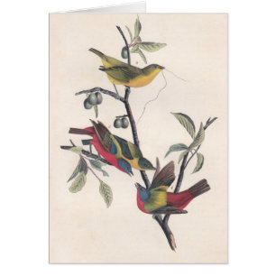 Audubon Painted Bunting Bird Wildlife