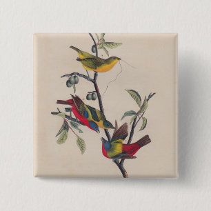 Audubon Painted Bunting Bird Wildlife 15 Cm Square Badge