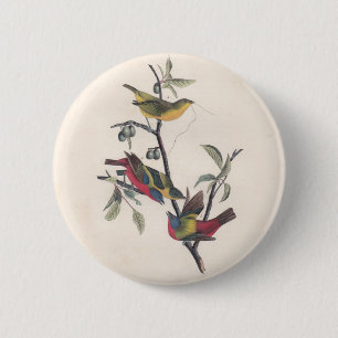 Audubon Painted Bunting Bird Wildlife 6 Cm Round Badge