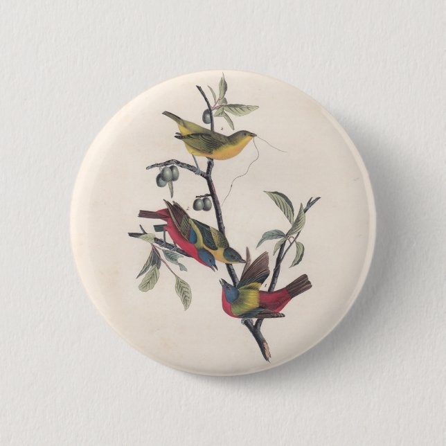 Audubon Painted Bunting Bird Wildlife 6 Cm Round Badge (Front)