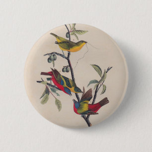 Audubon Painted Bunting Bird Wildlife 6 Cm Round Badge