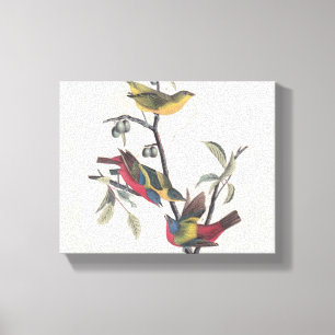 Audubon Painted Bunting Bird Wildlife Canvas Print