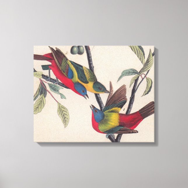 Audubon Painted Bunting Bird Wildlife Canvas Print (Front)