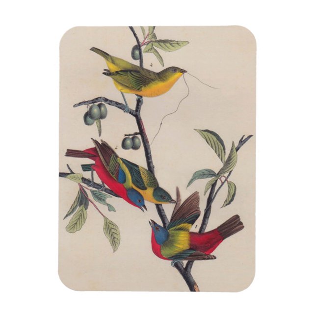 Audubon Painted Bunting Bird Wildlife Magnet (Vertical)