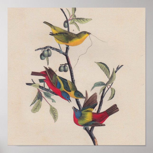 Audubon Painted Bunting Bird Wildlife Poster (Front)