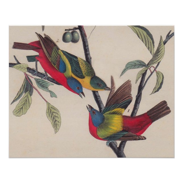 Audubon Painted Bunting Bird Wildlife Poster (Front)