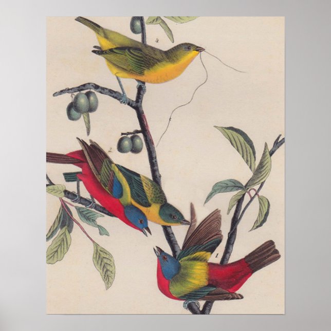 Audubon Painted Bunting Bird Wildlife Poster (Front)