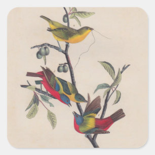 Audubon Painted Bunting Bird Wildlife Square Sticker