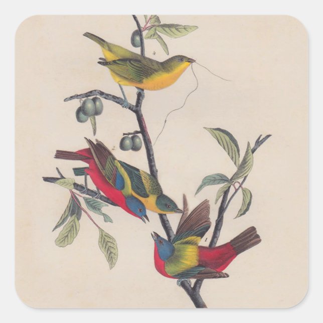 Audubon Painted Bunting Bird Wildlife Square Sticker (Front)