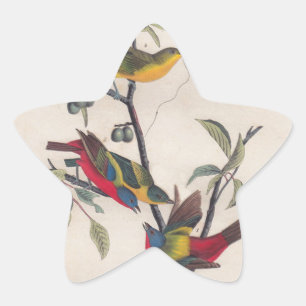 Audubon Painted Bunting Bird Wildlife Star Sticker