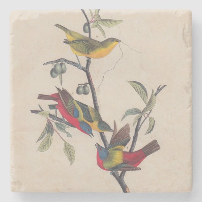 Audubon Painted Bunting Bird Wildlife Stone Coaster (Front)
