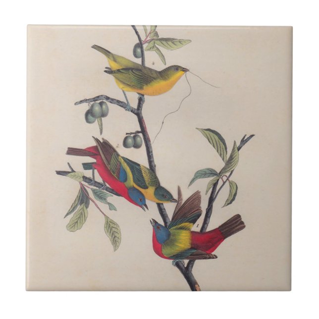 Audubon Painted Bunting Bird Wildlife Tile (Front)