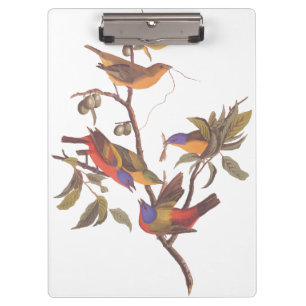 Audubon Painted Bunting Birds in a Cherokee Plum Clipboard