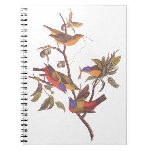 Audubon Painted Bunting Birds in a Cherokee Plum Notebook