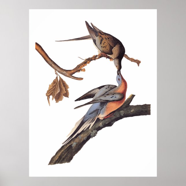 Audubon Pair of Kissing Passenger Pigeons Poster (Front)