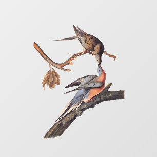 Audubon Pair of Kissing Passenger Pigeons Window Cling