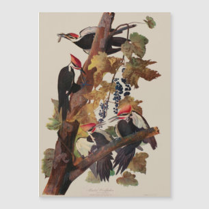 Audubon Pileated Woodpecker Bird Painting