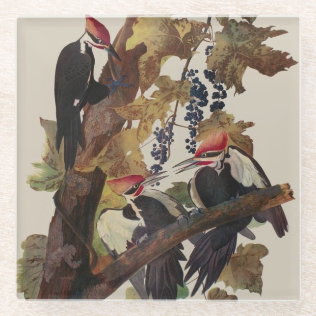 Audubon Pileated Woodpecker Bird Painting Glass Coaster (Front)