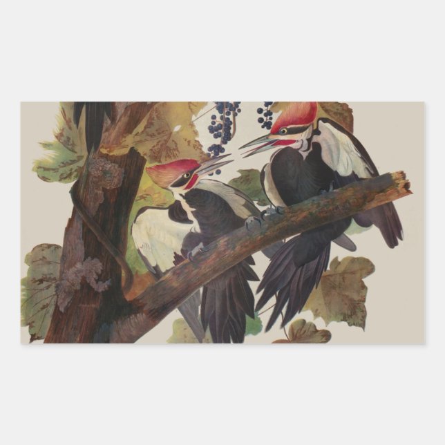 Audubon Pileated Woodpecker Bird Painting Rectangular Sticker (Front)
