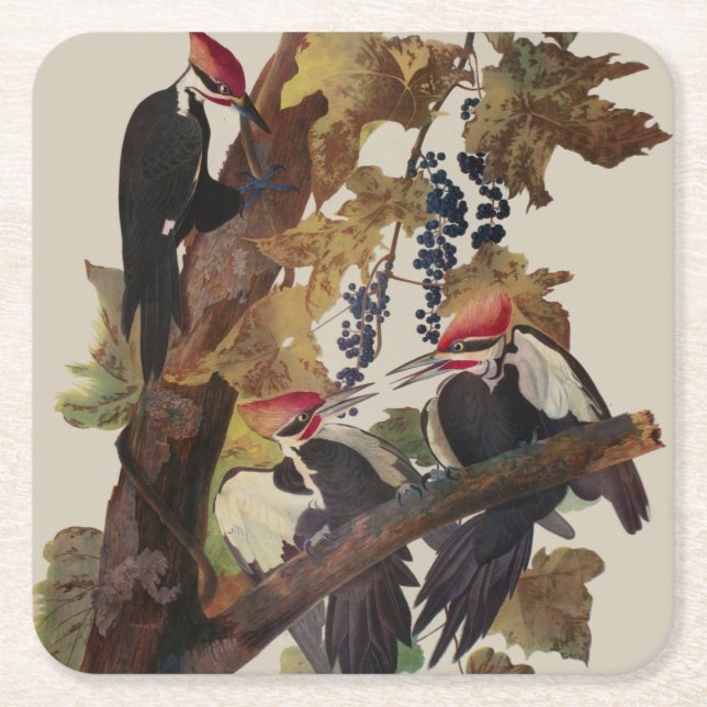 Audubon Pileated Woodpecker Bird Painting Square Paper Coaster (Front)