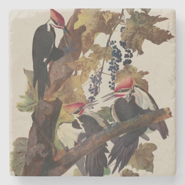 Audubon Pileated Woodpecker Bird Painting Stone Coaster (Front)