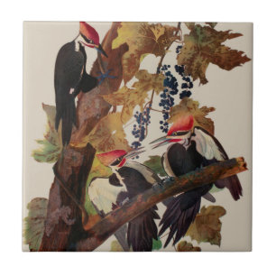 Audubon Pileated Woodpecker Bird Painting Tile
